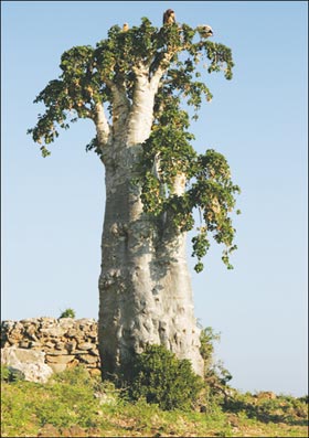 Rostliny Socotran :: Socotra Eco-Tours